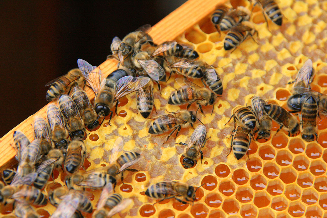Gebt Den Bienen Ein Zuhause