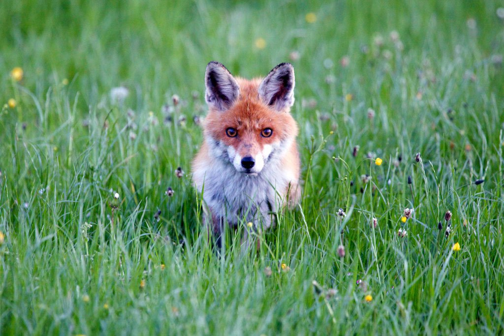 Töten Ohne Grund: Warum Die Jagd Auf Füchse Sinnfrei Ist